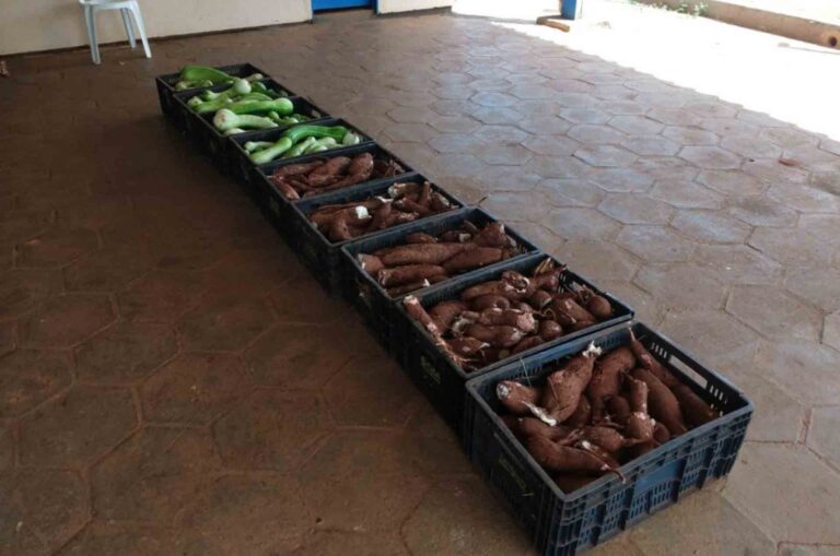 Secretaria Municipal de Agricultura faz balanço mensal das doações de verduras do mês de fevereiro