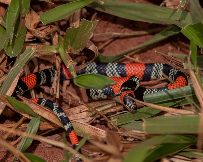 Serpente é capturada em residência no Bairro Jardim Sul 2 em Ituiutaba