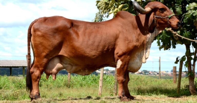 Governo de Minas participa da edição virtual da Expozebu