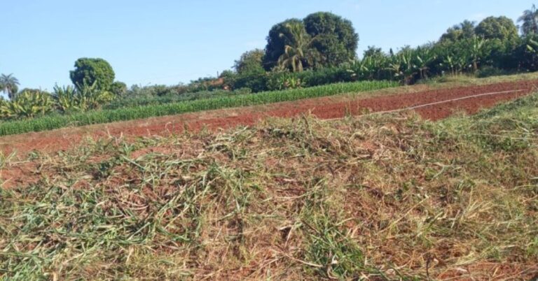 Prefeitura realiza limpeza e roçagem na Horta Municipal