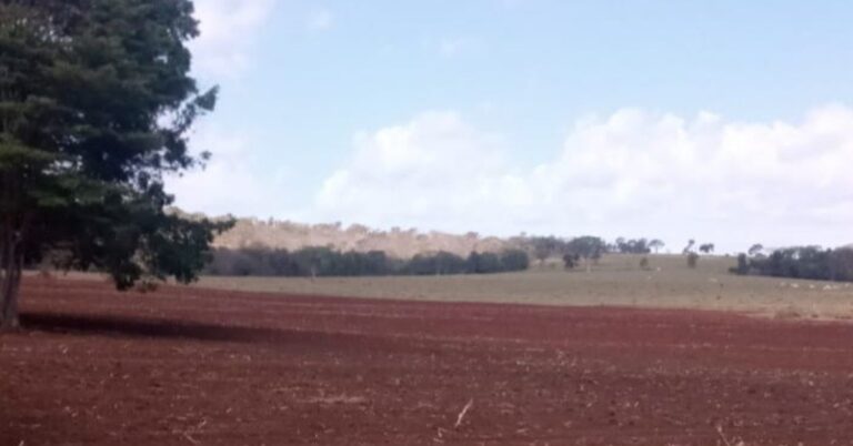 Prefeitura de Gurinhatã apoia produtores no preparo do solo