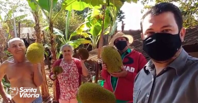 Secretaria de Meio Ambiente e Pesca realiza colheita de jaca para produção de mudas