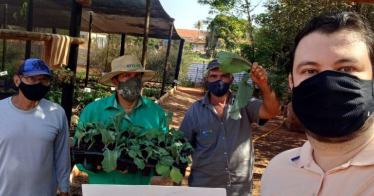 Prefeitura realiza plantio de mudas de couve no Horto Municipal