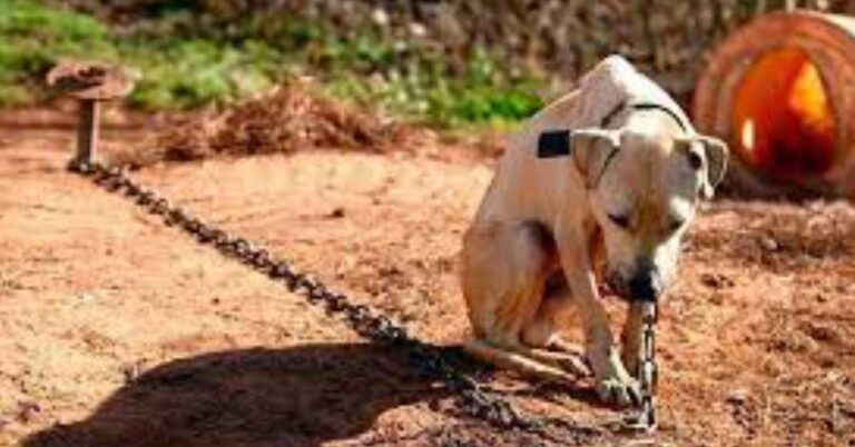 Acorrentar animais pode ser proibido no Estado