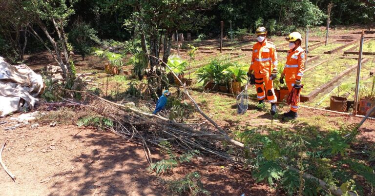 2° Pelotão do Corpo de Bombeiros Militar em Ituiutaba foi acionado no Bairro Novo Tempo 1, no IEF, para a salvamento  de animal silvestre