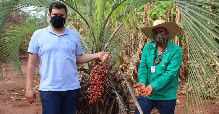 Equipe da Secretaria Municipal de Meio Ambiente colhe Coco Vassoura ou Butiá do Cerrado