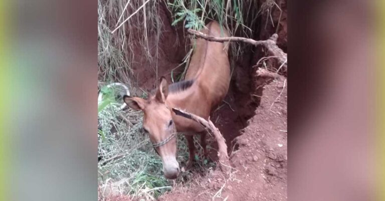 Bombeiros de Ituiutaba resgatam burro que caiu em buraco no bairro Cristina