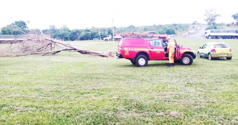 Corte de árvore é executado pelo Corpo de Bombeiros Militar de Ituiutaba no trevo da BR-365 com a BR-153.