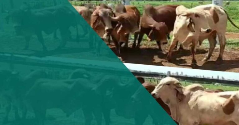 Prefeitura de Santa Vitória adquire Touros GIR PO para incentivar a pecuária leiteira no Município