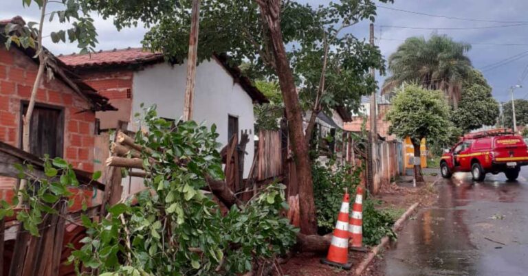 Cortes de árvores são executado pelos Bombeiros em Ituiutaba após chuva