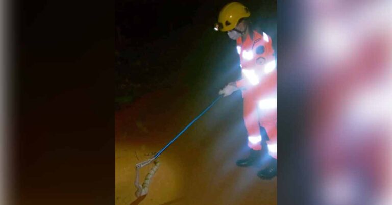 Bombeiros capturam Jiboia em residência no Bairro Eldorado em Ituiutaba