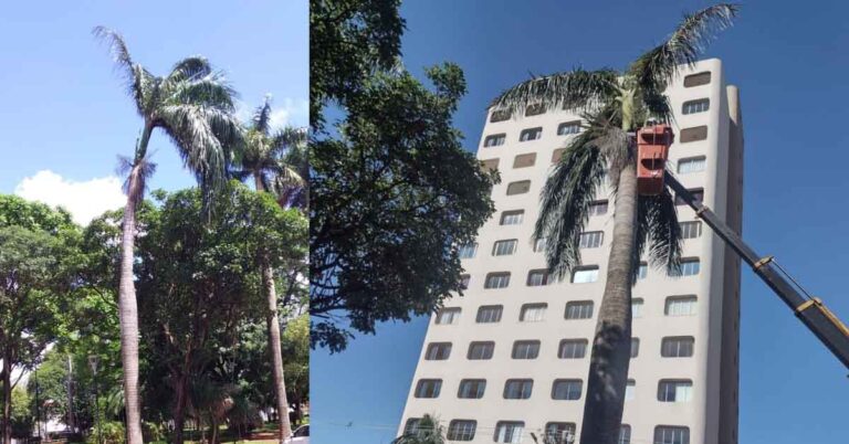 Prefeitura de Ituiutaba presta apoio ao Corpo de Bombeiros no serviço de análise e corte de árvores com risco de queda