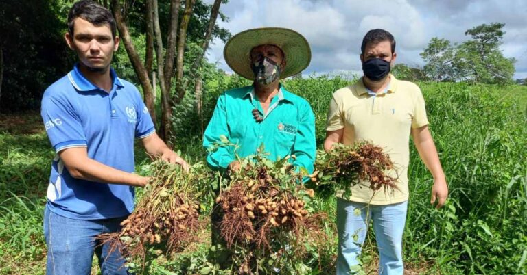 Colheita do amendoim orgânico no horto municipal: uma perspectiva de multiplicação das sementes crioulas no município