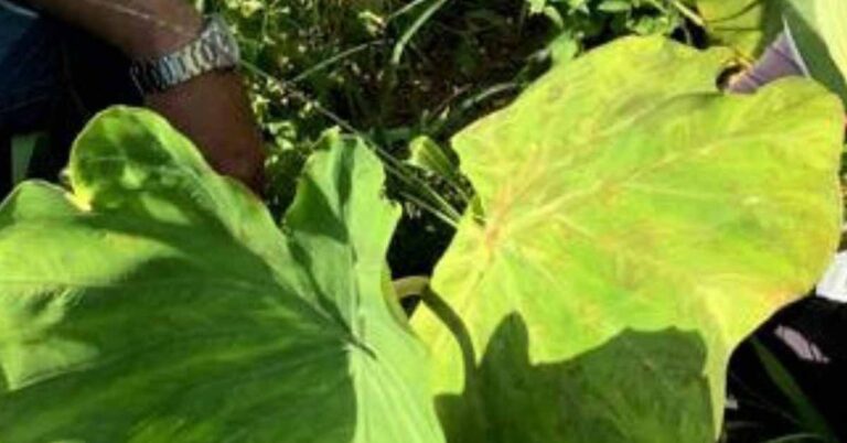 Produtores buscam reduzir custos com uso de biofertilizantes