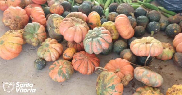 Prefeitura de Santa Vitória colhe e distribui verduras para os Projetos Sociais