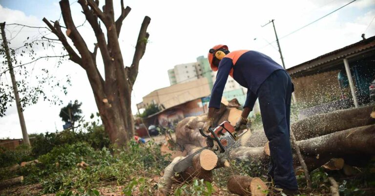 Saiba como realizar o serviço de poda de árvores no perímetro urbano
