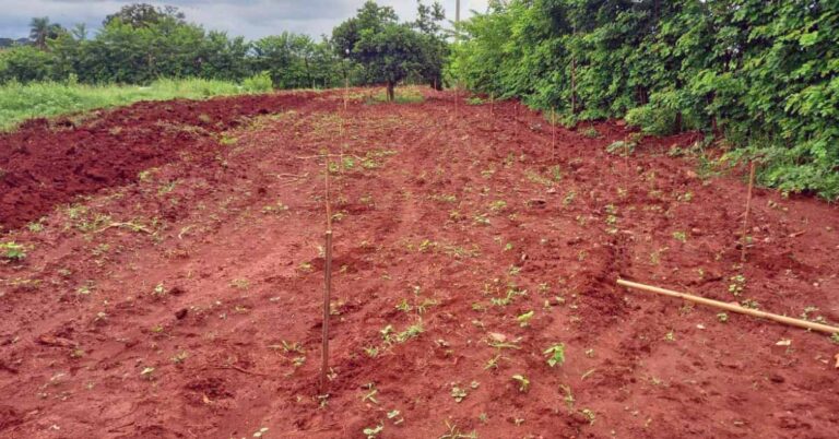 Plantio de mudas de Eucalipto Citriodora na área externa da ETE promove sustentabilidade e harmoniza ambientes