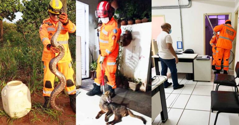 Bombeiros capturam jiboia, jararaca, raposa, papagaio e pombo em dia atípico