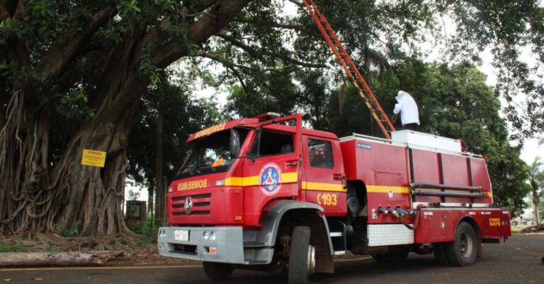 Bombeiros realizam poda de gameleira no Aeroporto de Ituiutaba