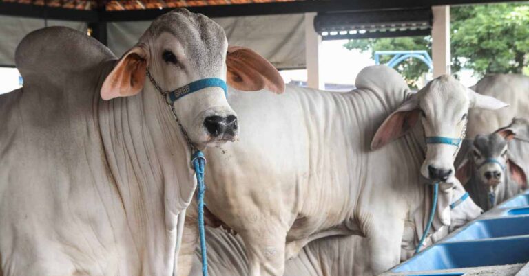 Cidade de Uberaba confirma a ExpoZebu 2022