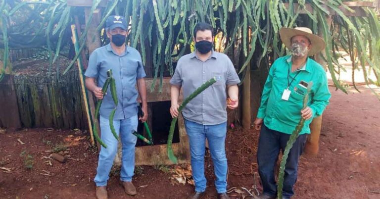 Equipe da Secretaria de Meio Ambiente incentiva o cultivo da Pitaya no Município