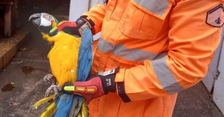 Bombeiros são acionados para capturar arara no banheiro de uma residência em Ituiutaba