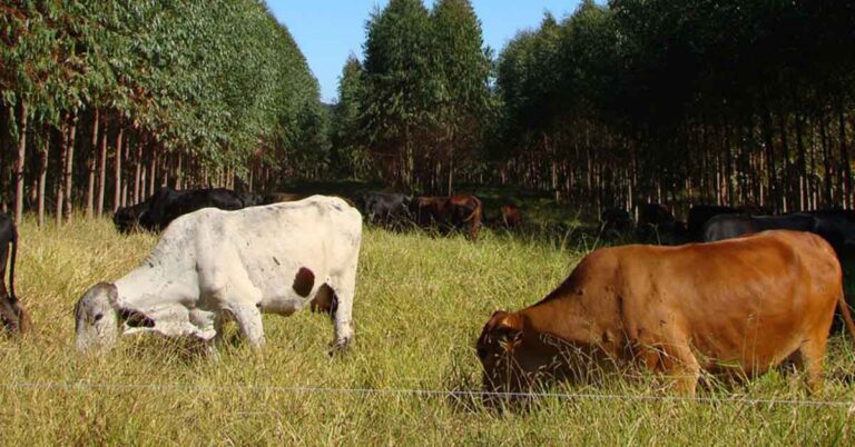 Emater-MG vence concorrência para prestar assistência em projeto de agricultura de baixo carbono financiado pelo governo do Reino Unido