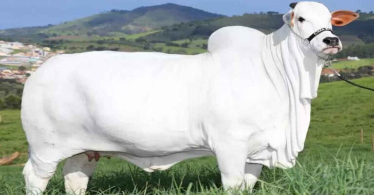 Vaca Nelore é arrematada por R$ 7,9 Milhões e bate o recorde mundial