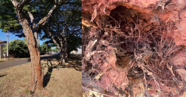 Supressão de árvores com risco de queda é feita após análise do Corpo de Bombeiros