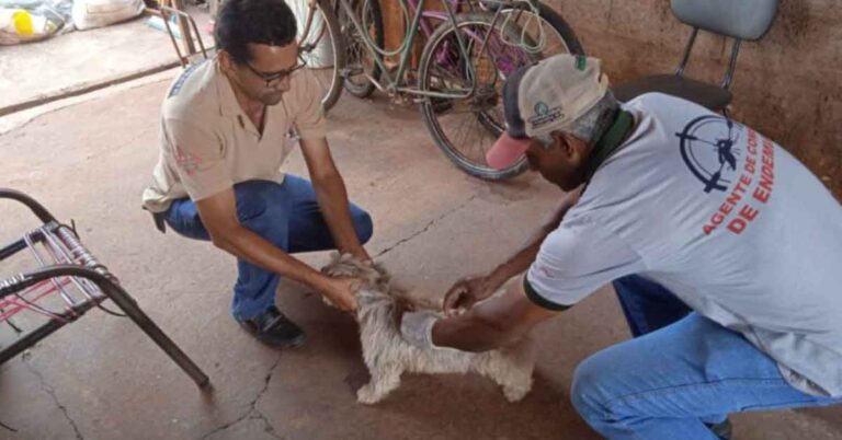 Mais de dois mil animais vacinados na Campanha Antirrábica em Gurinhatã