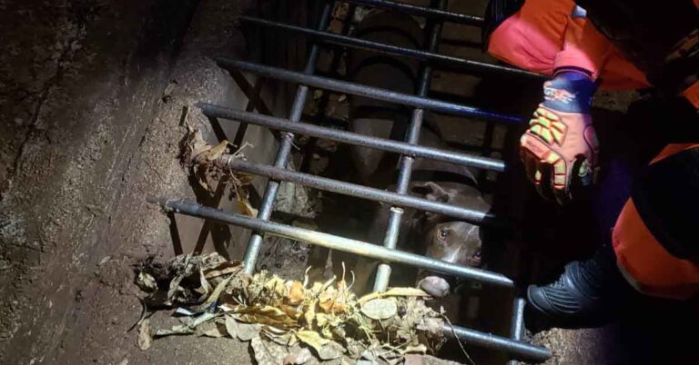 Bombeiros resgatam cão preso em bueiro em Ituiutaba