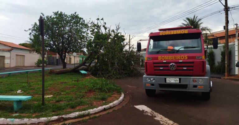 Bombeiros eliminam risco de acidentes ao cortar árvore caída em via pública no bairro Junqueira em Ituiutaba