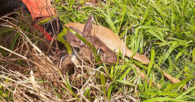 Bombeiros resgatam animal silvestre em Ituiutaba