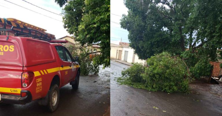 Bombeiros Militares corte de galhos que interditavam parcialmente trânsito