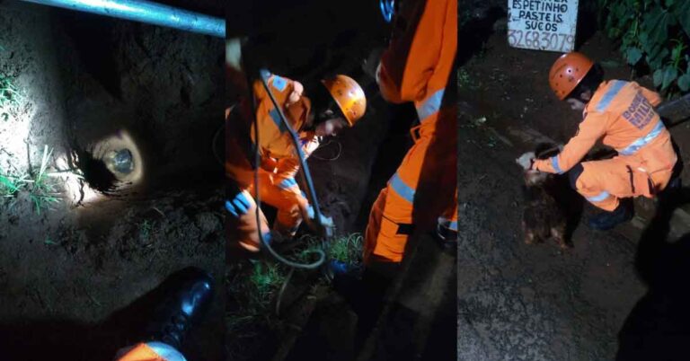 Bombeiros realizam salvamento de cachorro que caiu em buraco em Ituiutaba