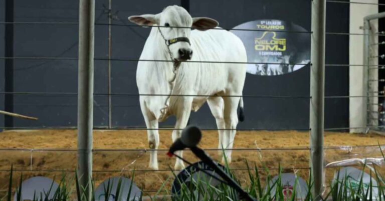 Riviera, a estrela recordista da Expomontes