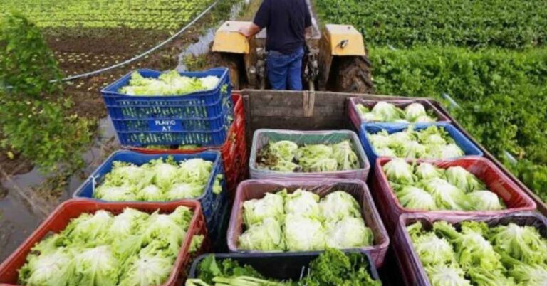 Em Timóteo, programa repassa alimentos para famílias