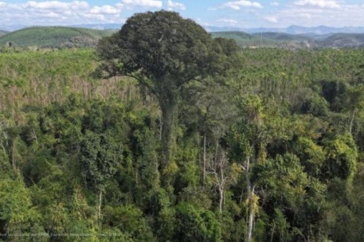 Maior árvore do Sudeste ameaçada é descoberta 