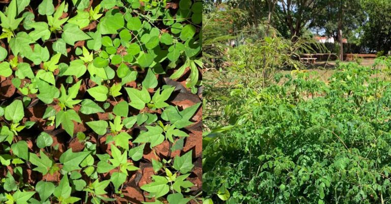 Doação de Mudas de Moringa e Mamão Formosa