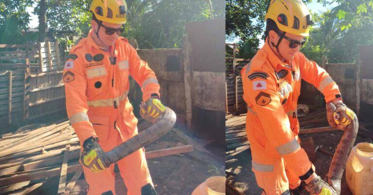 Bombeiros realizam captura de jiboia em residência no bairro Independência, em Ituiutaba