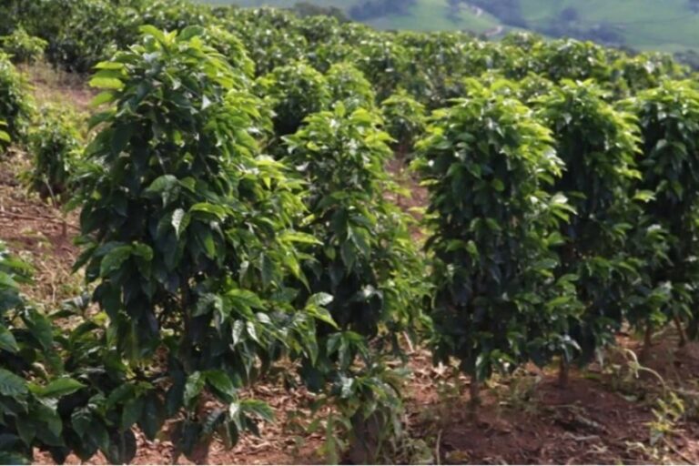 Saca de café mineiro alcança R$ 90 mil 