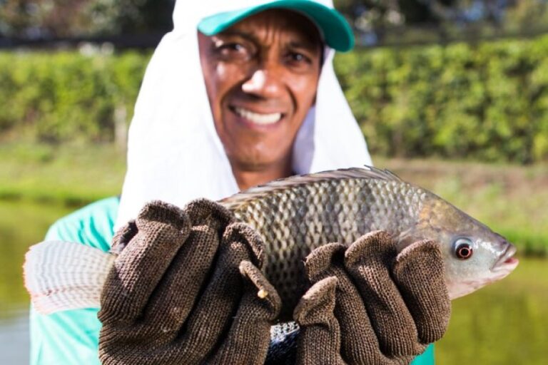 ​Mesmo com alta produção, Minas Gerais passa a importar tilápia pela primeira vez em quase 30 anos 