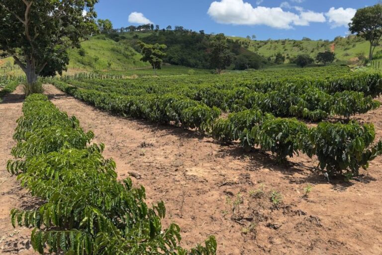 ​Minas Gerais amplia produção de café conilon e fortalece diversificação no campo 
