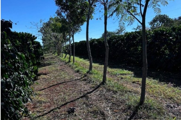 Cooperativa vende crédito de carbono 