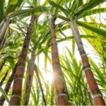 Setor sucroenergético impulsiona economia e prevê safra recorde no Triângulo Mineiro