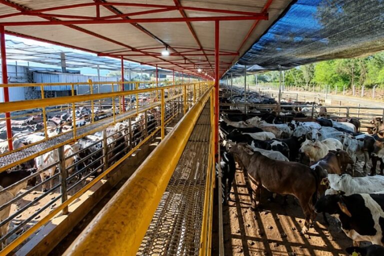 Frigorífico mineiro reabilitado para a China 