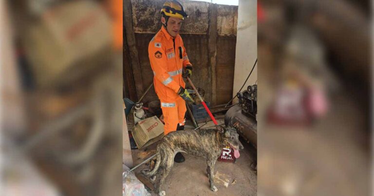 Corpo de Bombeiros de Ituiutaba resgata cachorro preso entre dois muros no Bairro Pirapitinga