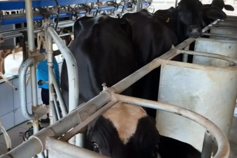 Potência leiteira enfrenta saída de produtores 