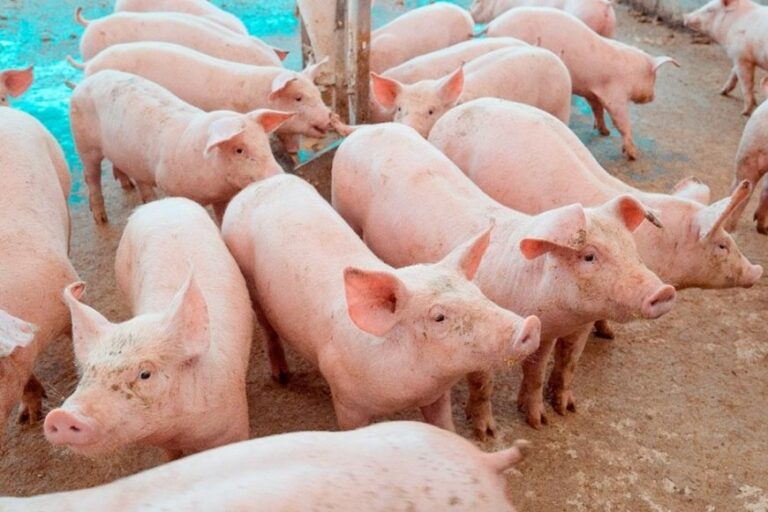 Preço do suíno cai 32% em Minas 