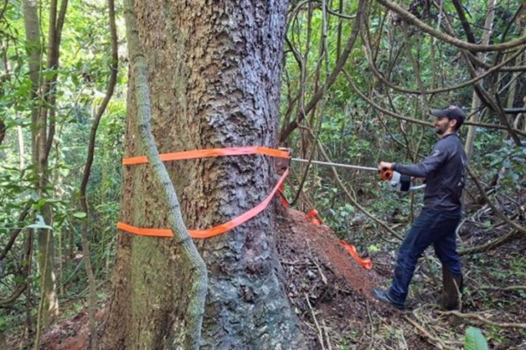 Estudo revela segredo de árvores centenárias 